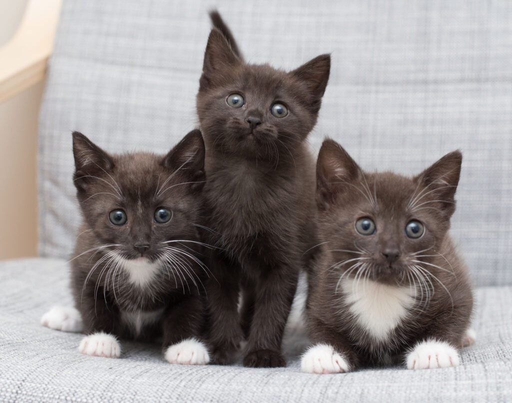 10 Steps to Caring for Your Foster Kitten