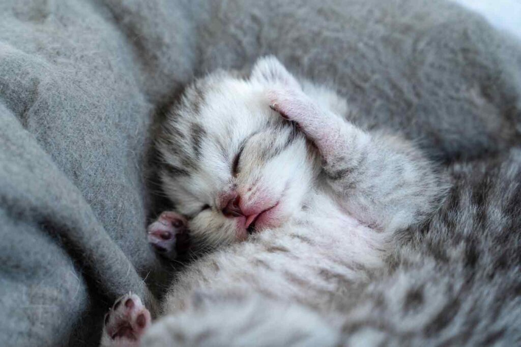 NEWBORN-KITTEN