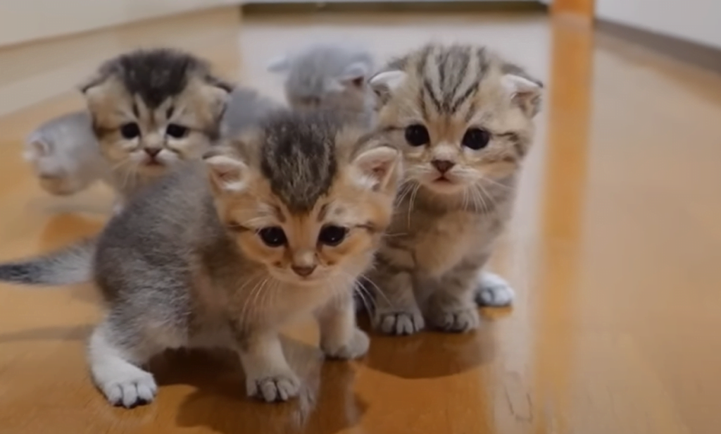 When Do Kittens Start Walking