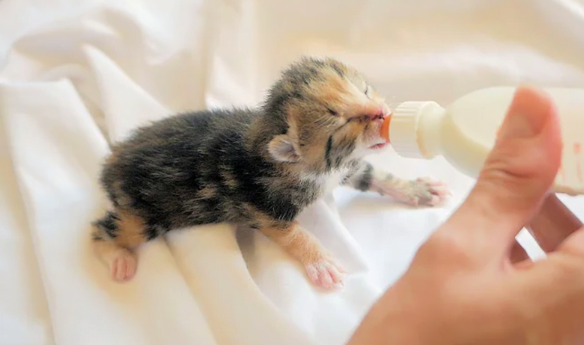 Bottle-Feeding Newborn Kittens: Essential Tips for Success