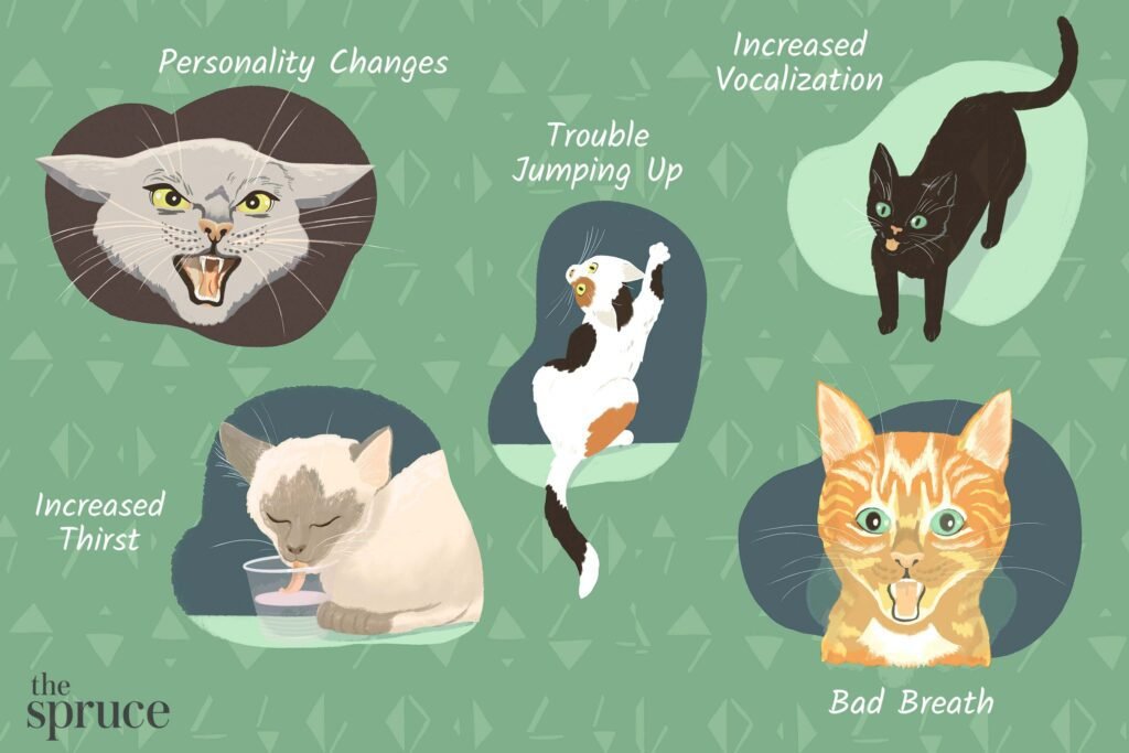 Cat Illness Symptoms