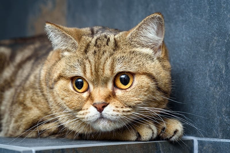 Causes, Symptoms And Treatment of Dehydration in Cats