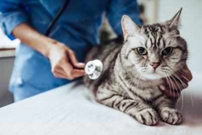 Common Cat Illnesses