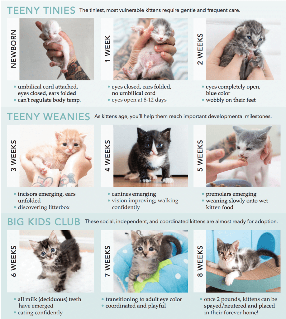 Determining A Kitten’S Age