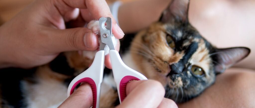 How to Cut Cat Nails?