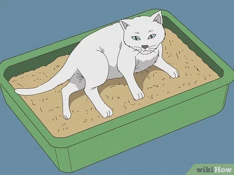 How to Take Care of a Cat