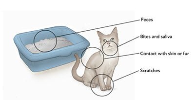 Illnesses from Cats to Humans