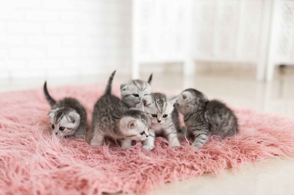 Kitten Age: Complete Guidelines