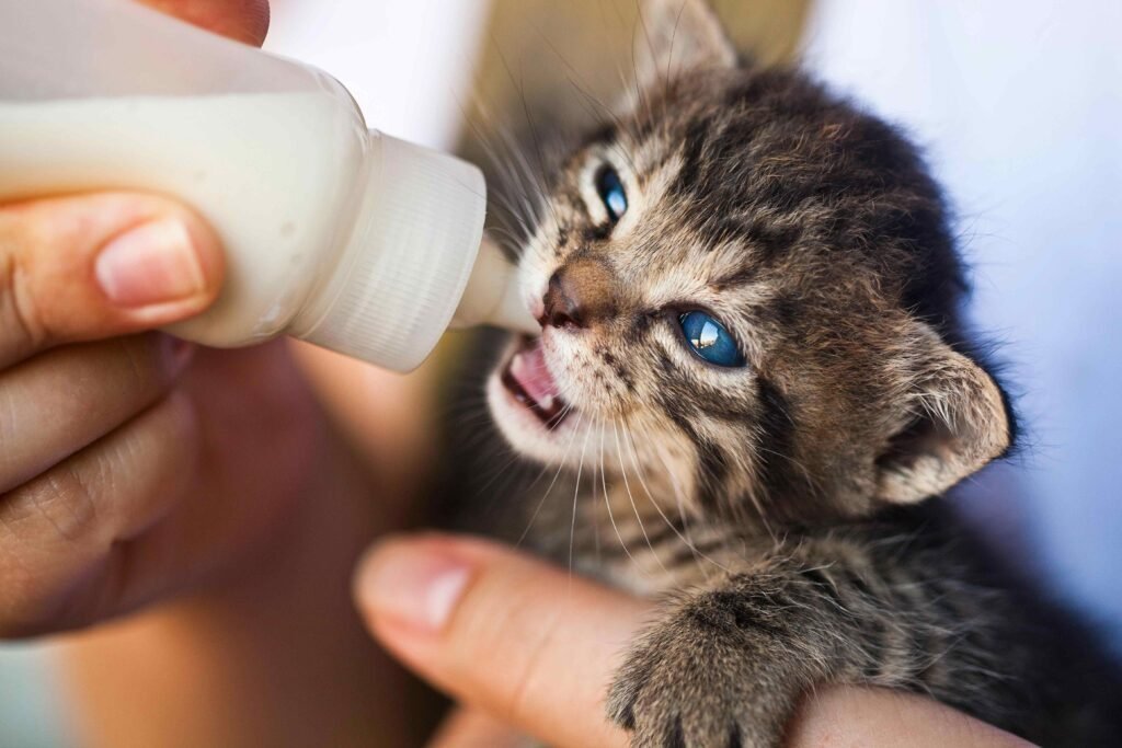 10 Must-Know Tips for Kitten Care: Essential Guide