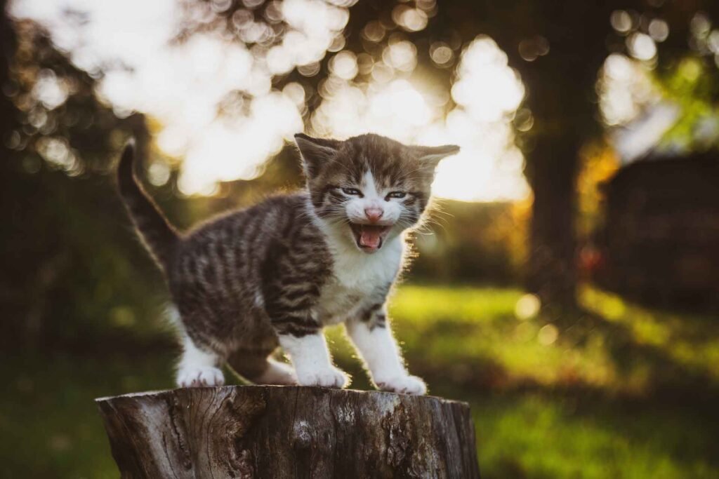 Kittens Stop Drinking Milk from Their Mother?