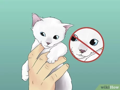 What are the Signs of a Healthy Kitten?