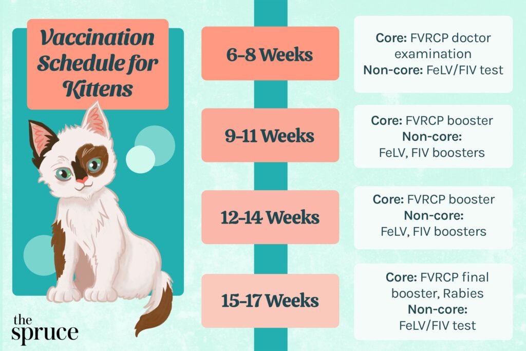 What Vaccinations Does a Kitten Need?