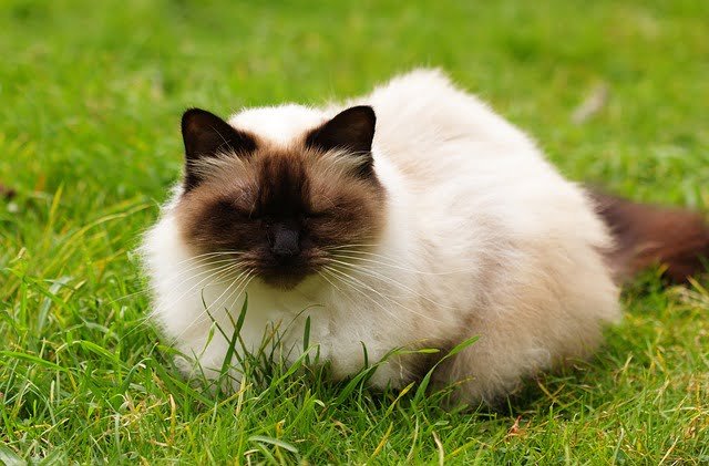 Fluffy Cat Breeds