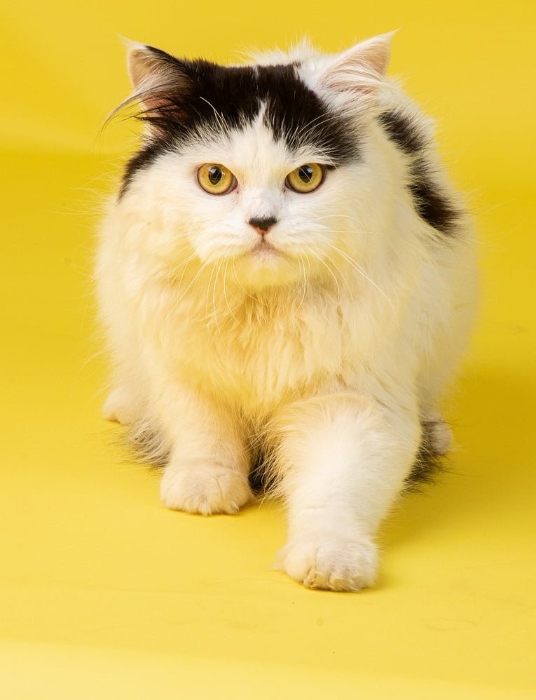 Fluffy Cat Breeds