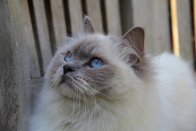 Fluffy Cat Breeds