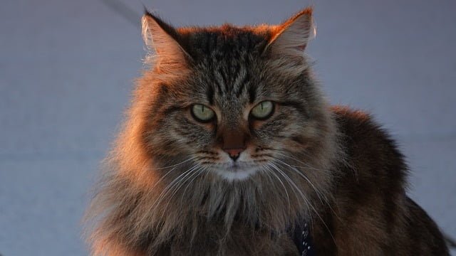 Top 6 Large Domestic Cat Breeds