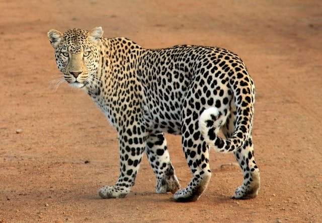 7 Big Cat Breeds: Majestic Felines You Need to Know