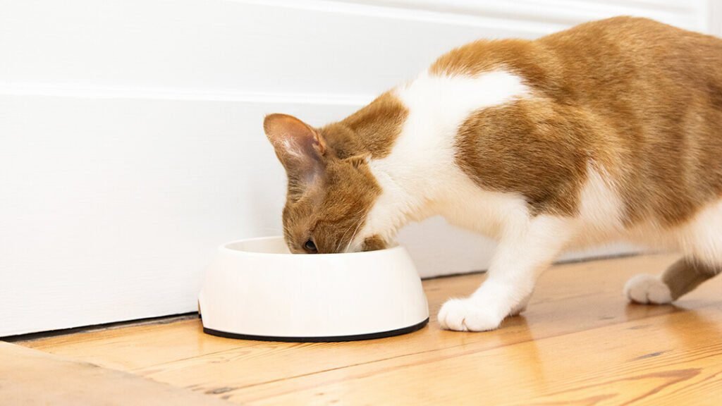 Best Cat Food for Liver Disease