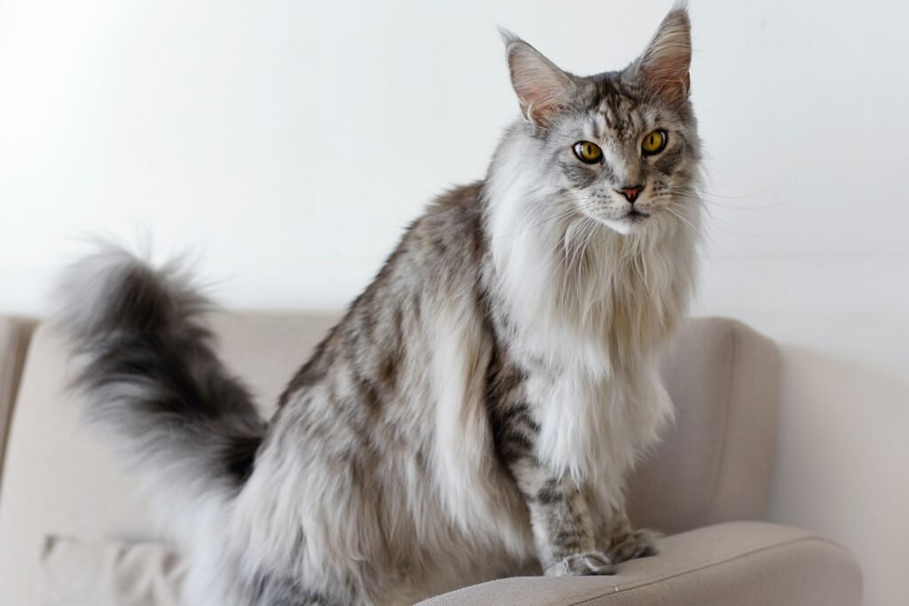 Big Pet Cat Breeds