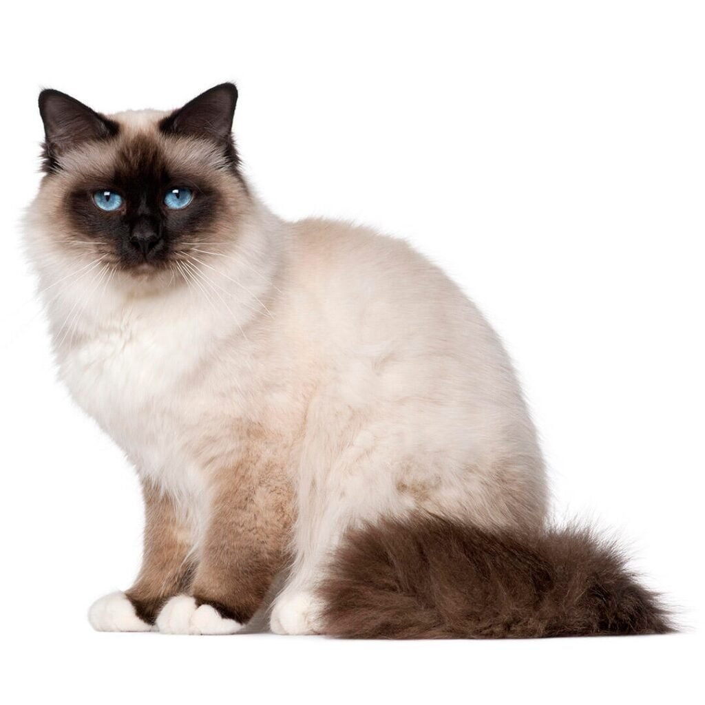 Breeding Birman Cats