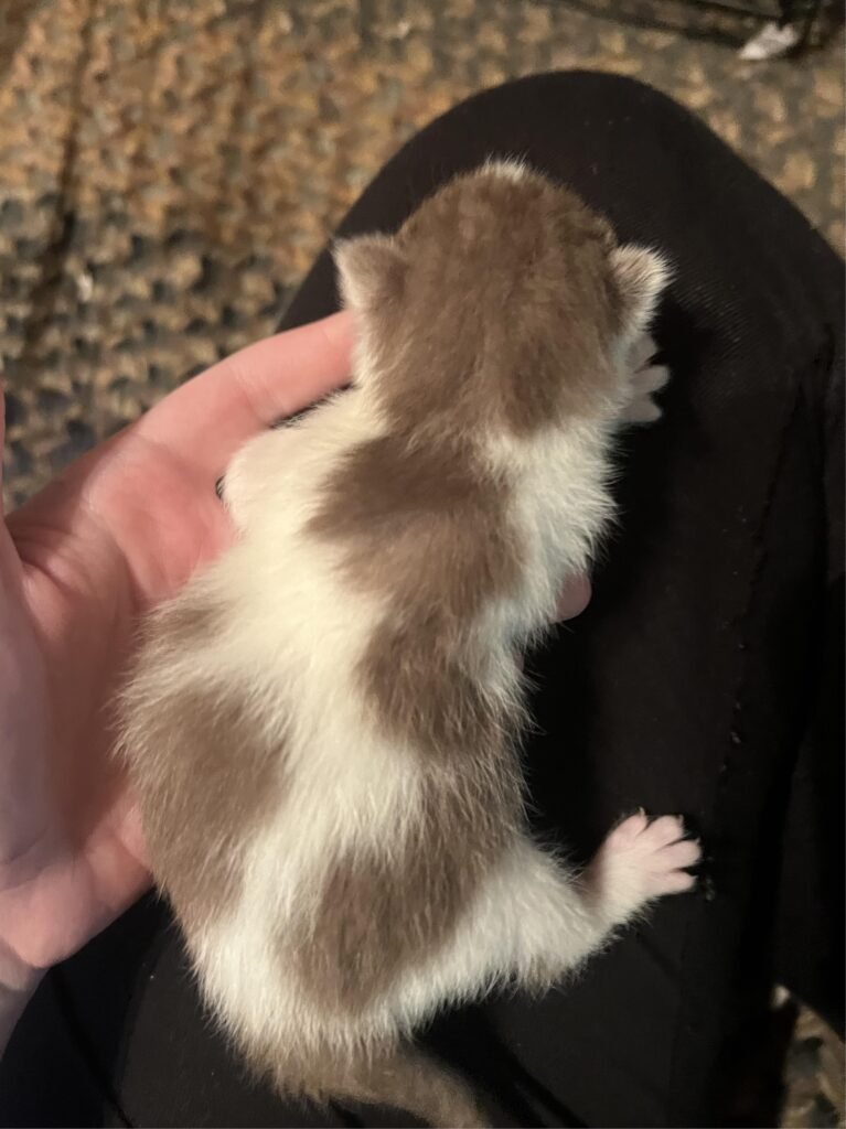 Brown And White Cat