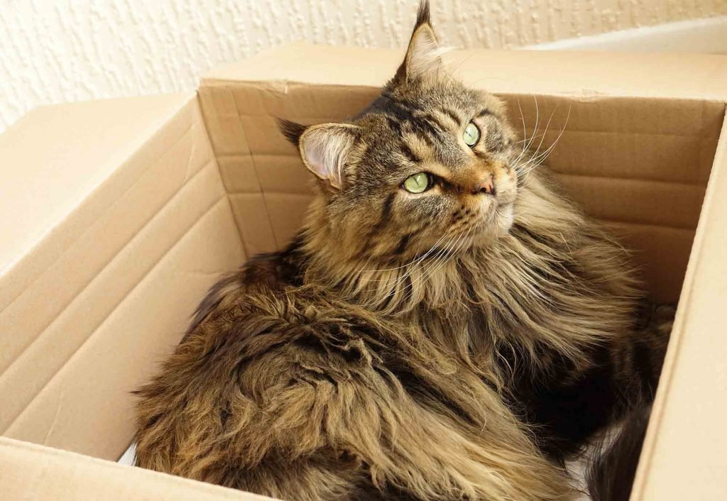 Brown Maine Coon Cat