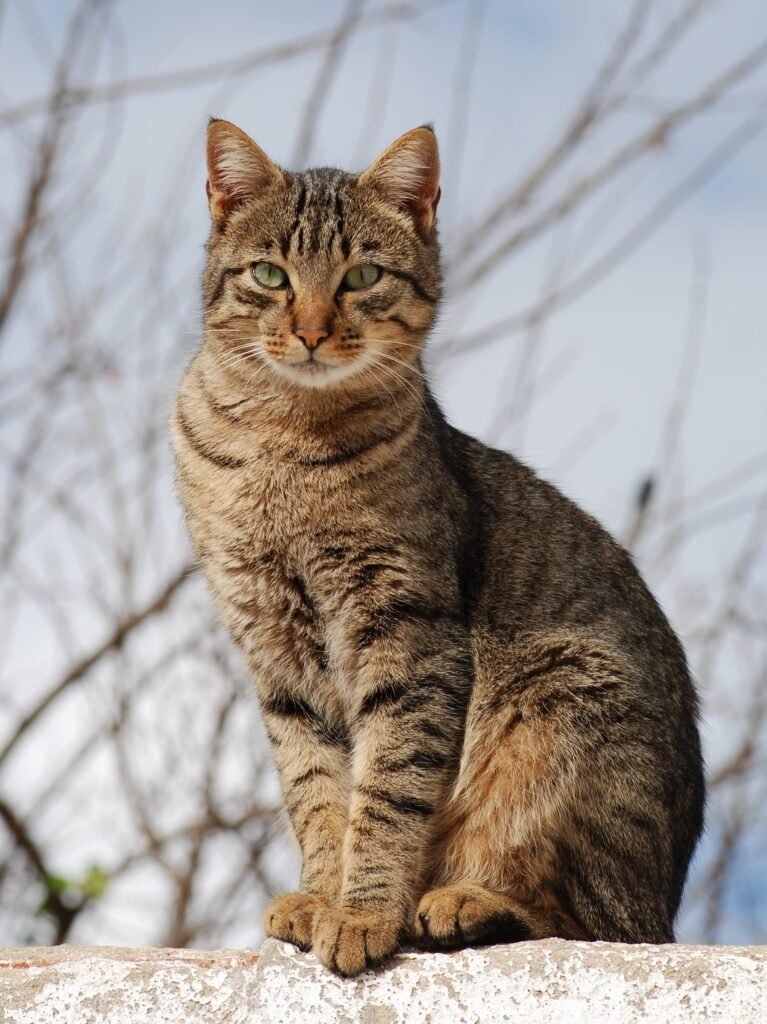 Brown Striped Cat