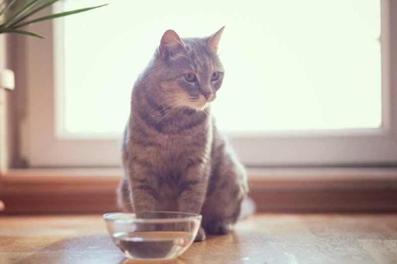 Cat Doesn'T Drink Water But Eats Wet Food: