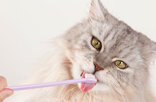 Cat Grooming And Care: Essential Tips for a Healthy Feline