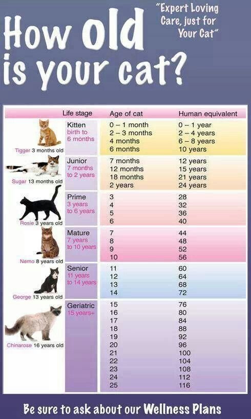 Cat Image Size Chart Pregnancy