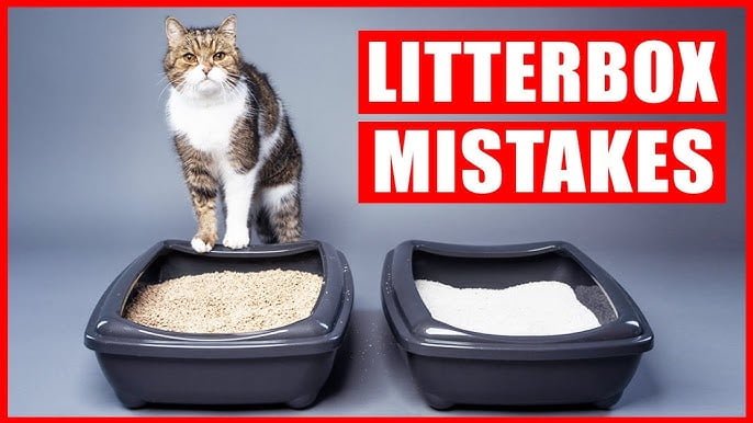 Cat Litter Common Mistakes