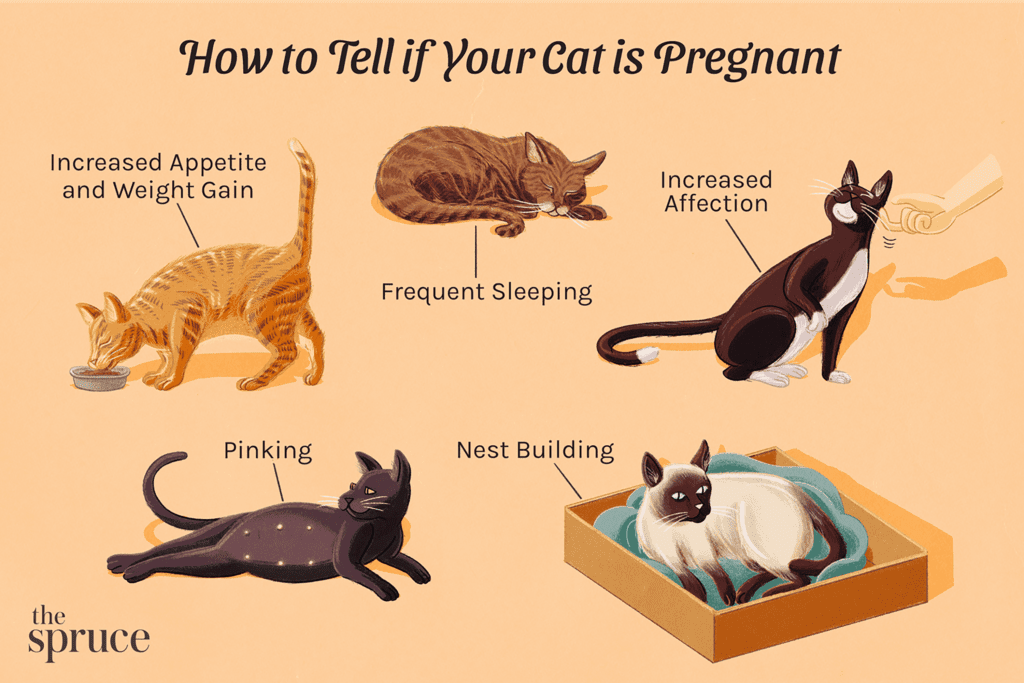 Cat Pregnancy Symptoms