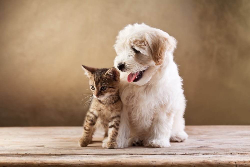 Cat Vs. Dog: Which Is the Best Pet for Me?