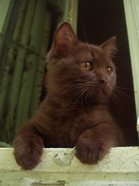 Chocolate Brown Cat