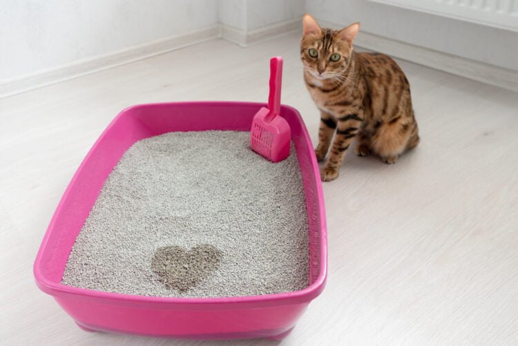 Choosing The Right Cat Litter Box