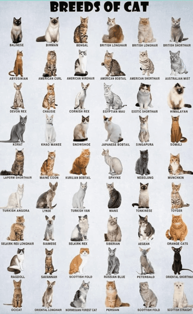 Cool Cat Breeds