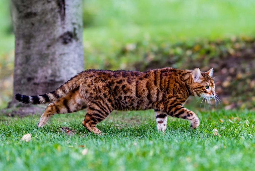 Exotic Domestic Cat Breeds