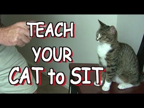 How Do You Train A Cat