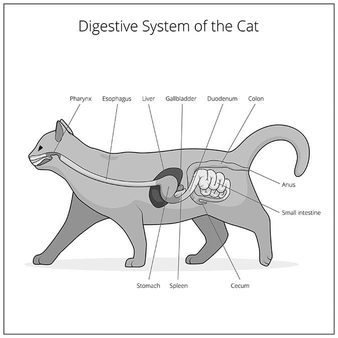 How Long Can a Cat Live With Liver Problems?