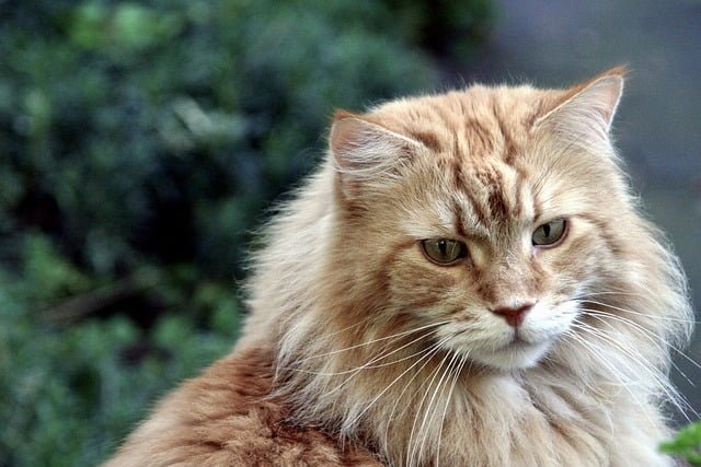 Fluffy Cat Breeds