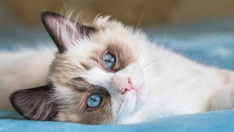 Most Popular Cat Breeds