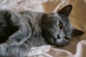 Black Cat Breeds: you will want to take