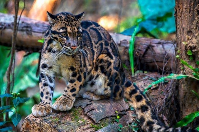 7 Big Cat Breeds: Majestic Felines You Need to Know