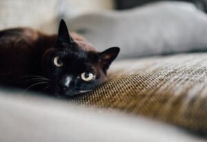 Black Cat Breeds: you will want to take
