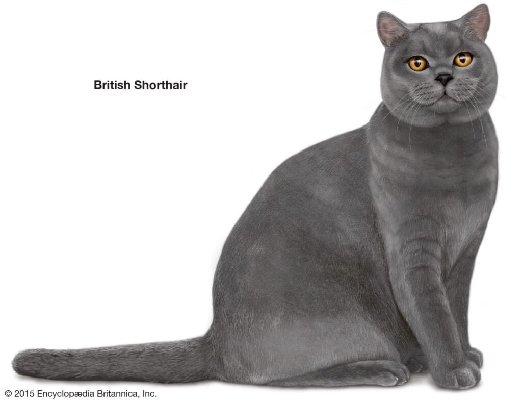 Shorthair Cat Breeds