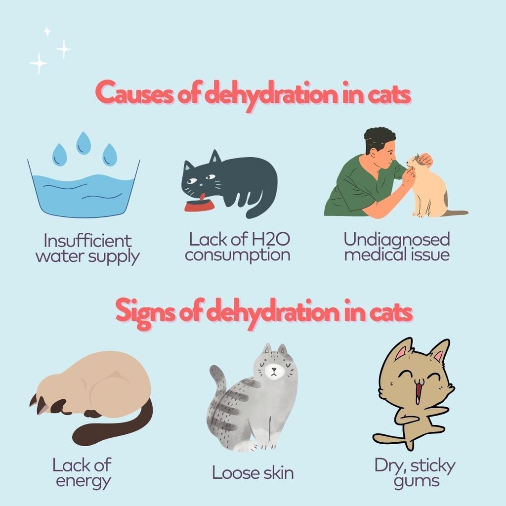 Signs of Dehydration in Cats