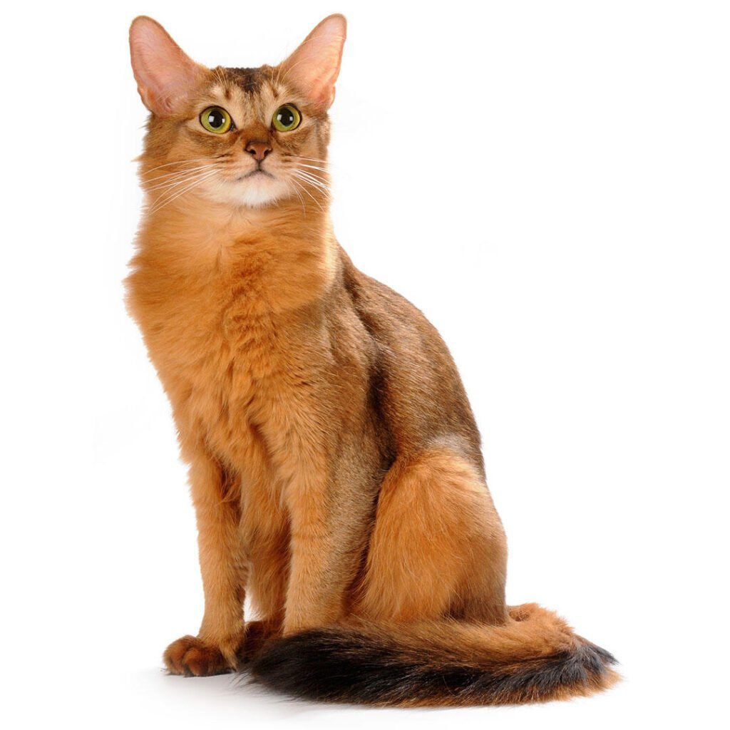 Somali Cat Breeds