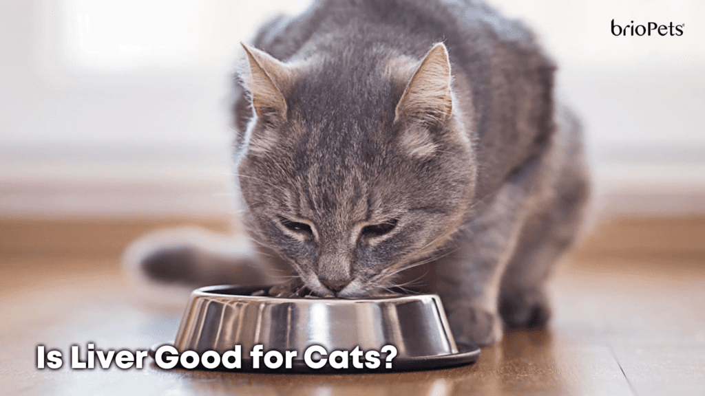 What Cat Food is Good for the Liver?