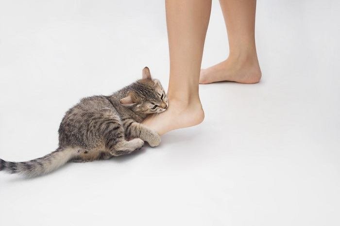 Why Does My Cat Attack My Feet?