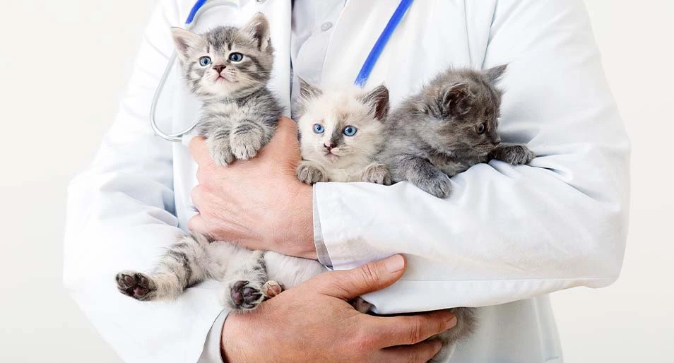 Cat Vet Check Up Cost Uk